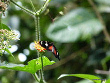 Papillons - Costa Rica